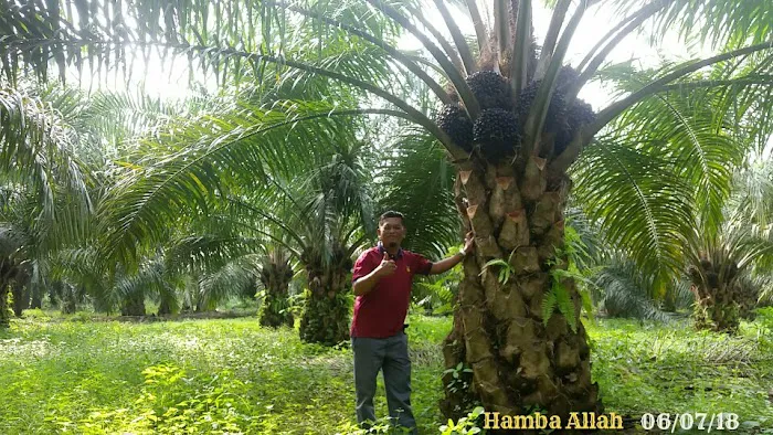 Hutan Lipur Eco Rimba Jerangkang Picture 4