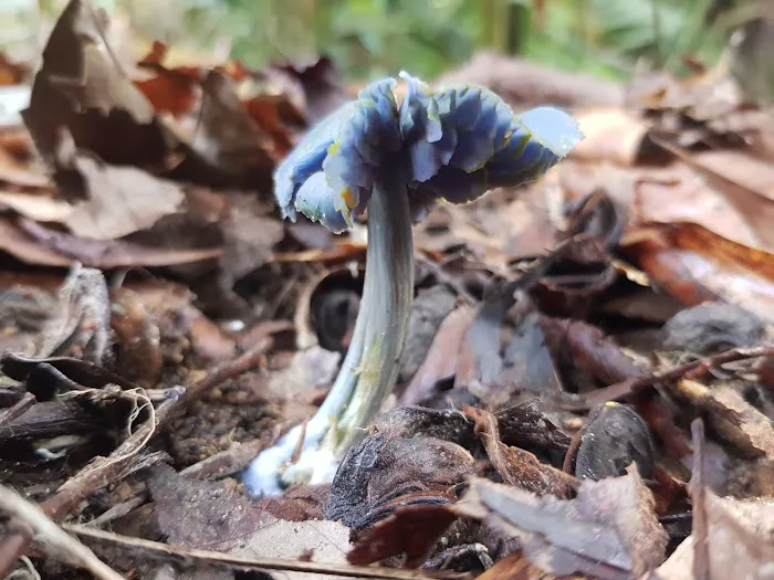 Rare blue mushroom sigthings Picture 3