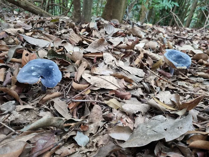 Rare blue mushroom sigthings Picture 6