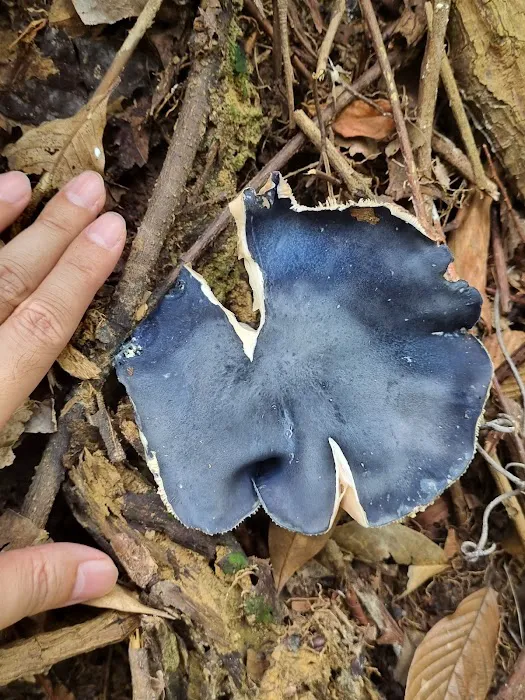 Rare blue mushroom sigthings Picture 10