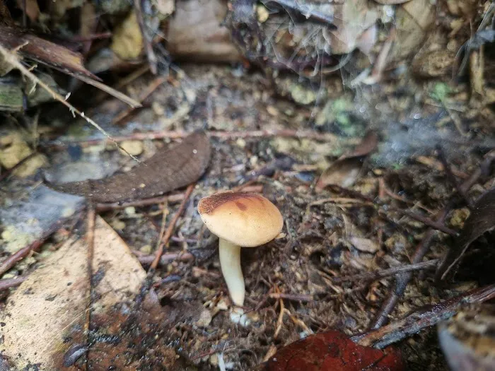 Rare blue mushroom sigthings Picture 5