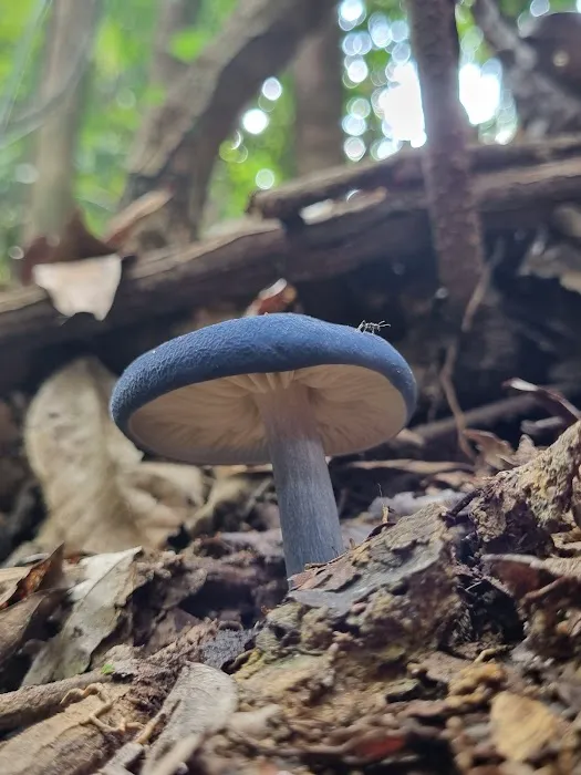 Rare blue mushroom sigthings Picture 9