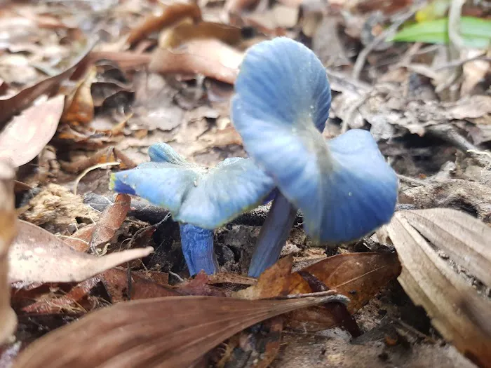 Rare blue mushroom sigthings Picture 1