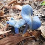 Rare blue mushroom sigthings