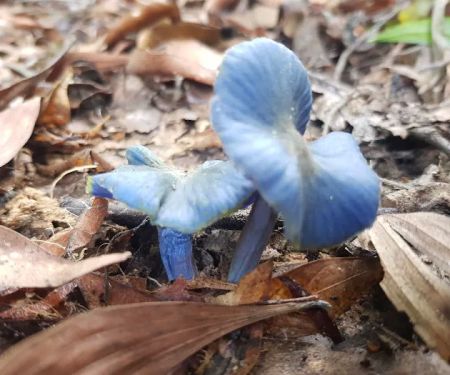 Rare blue mushroom sigthings