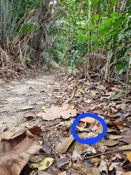 Rare blue mushroom sigthings Picture 7