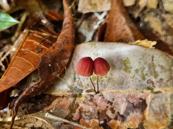 Rare blue mushroom sigthings Picture 8