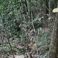 Hawthendorn Descent ico