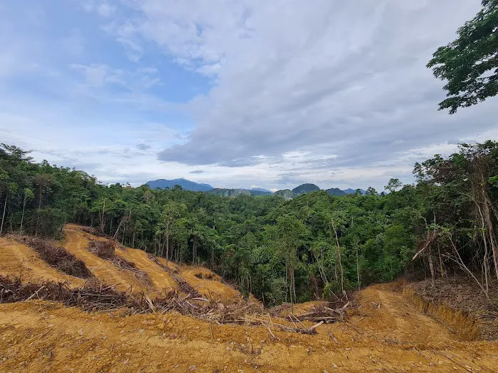 Kebun Benik Ejen Hartanah Picture 4