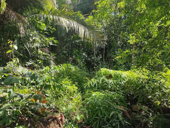 Denai Cadamba UiTM Puncak Alam Picture 3
