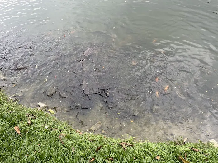 Fish Feeding Port Taman Tasik Ampang Picture 5