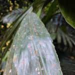 Kesyar Falls Eco Sanctuary