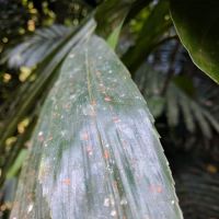 Kesyar Falls Eco Sanctuary ico