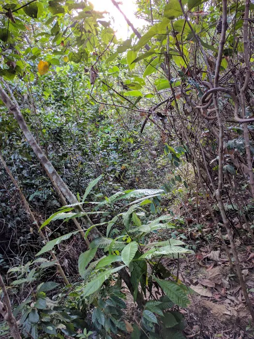 Kesyar Falls Eco Sanctuary Picture 4