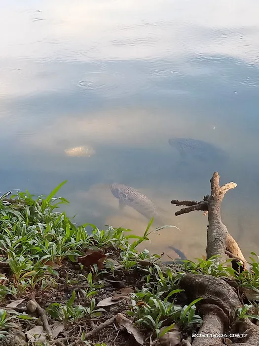 Taman Tasik Ampang Hilir Picture 6