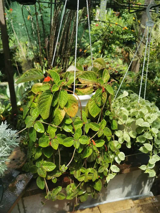 Rainforest Garden Picture 10