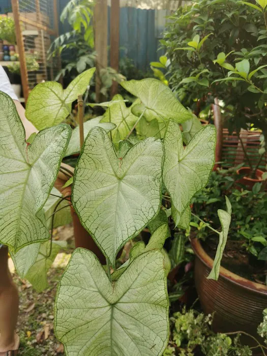 Rainforest Garden Picture 8