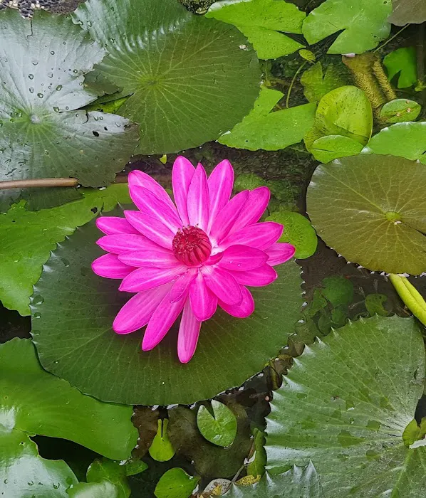Rainforest Garden Picture 5