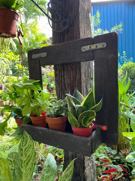 Rainforest Garden Picture 6