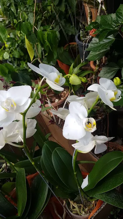 Rainforest Garden Picture 2