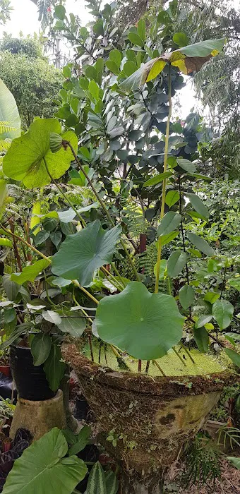 Rainforest Garden Picture 3