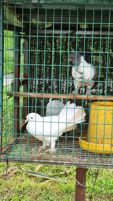 Selangor fruit valley lake Picture 1