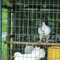 Selangor fruit valley lake ico