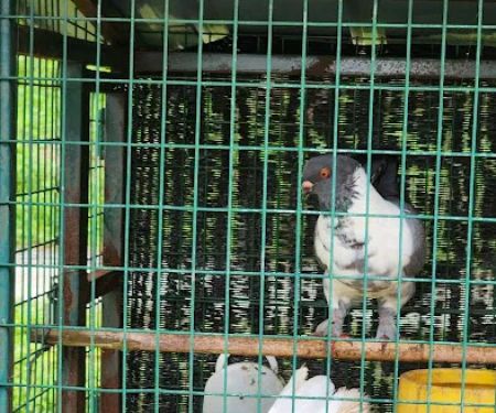 Selangor fruit valley lake