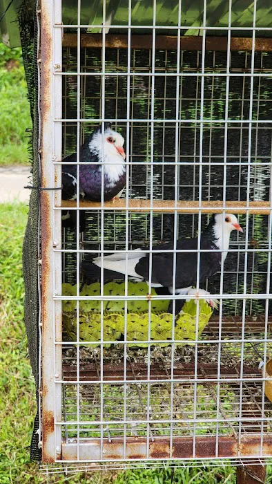 Selangor fruit valley lake Picture 2