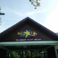 Selangor Fruit Valley (SFV) ico