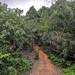 Bukit Senorang (Tapak mula laluan mendaki)