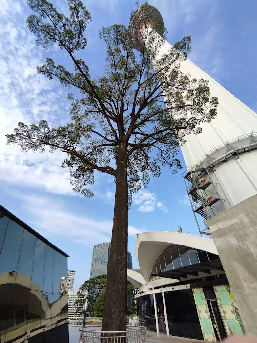 The Jelutong Tree Picture 5