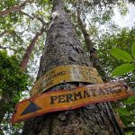 Kem Permatang