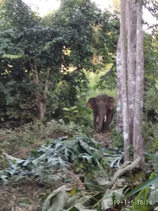 Gua Musang Wildlife Conservation Centre Picture 4