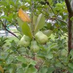 Cressida Elmina Gardens