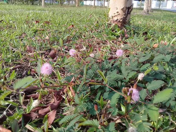 Cressida Elmina Gardens Picture 2