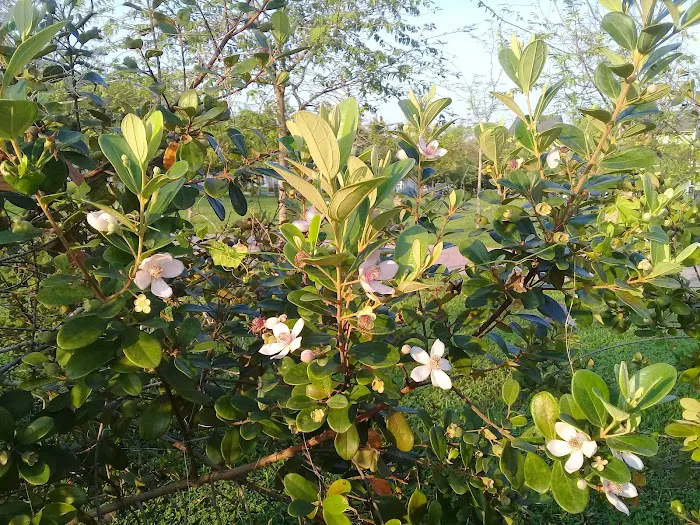 Cressida Elmina Gardens Picture 9