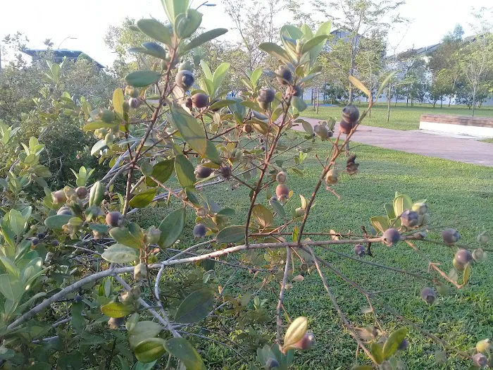 Cressida Elmina Gardens Picture 7