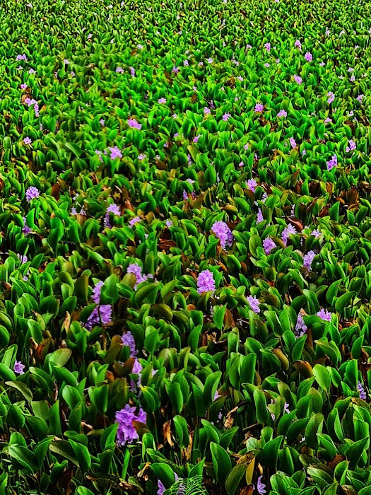 Water Hyacinth Lake Picture 3