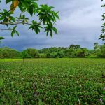 Water Hyacinth Lake