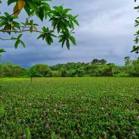 Water Hyacinth Lake ico