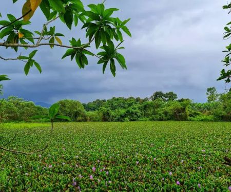 Water Hyacinth Lake