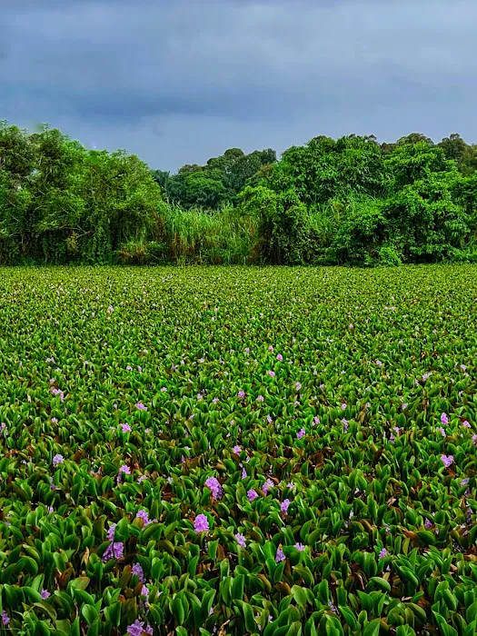Water Hyacinth Lake Picture 2