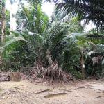 Apek Hill Station 2