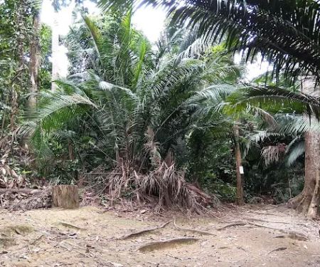 Apek Hill Station 2