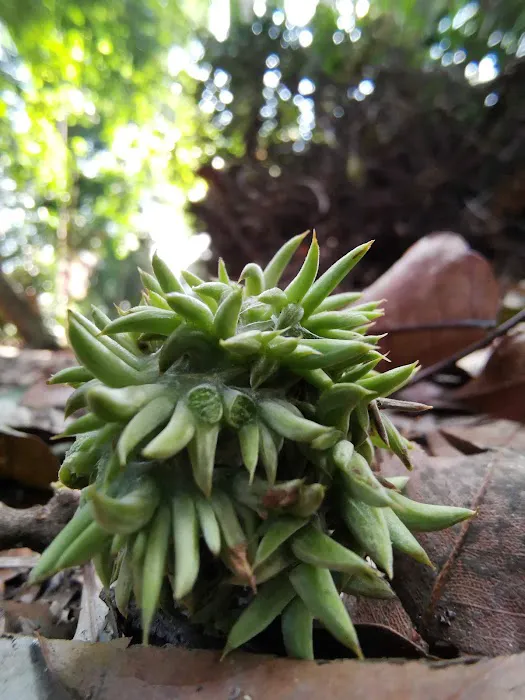 Apek Hill Station 3 Picture 8