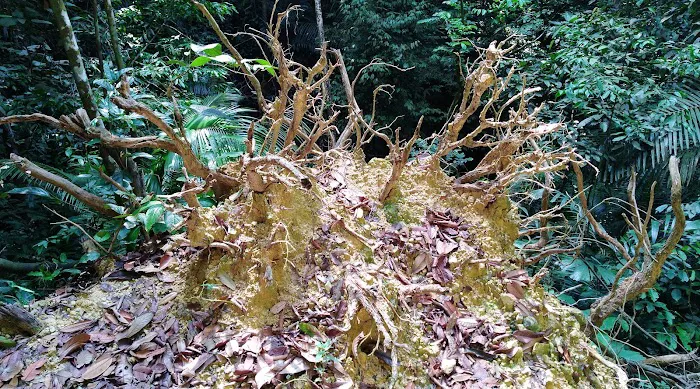 Ah Pek Hill Rock Jungle @ 石林 Picture 7