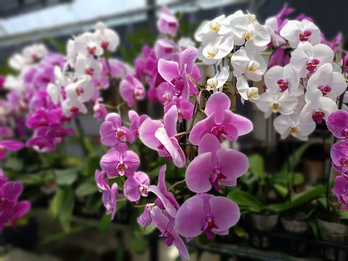 The Florescence Picture 7