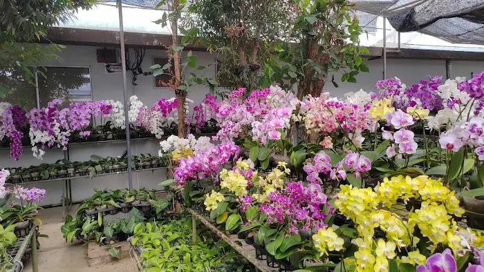 The Florescence Picture 10