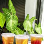 MoleKopi Cafe